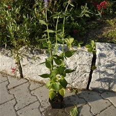 Agastache rugosa 'Blue Fortune', P 0,5 