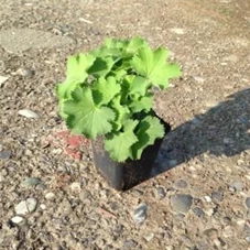 Alchemilla mollis, P 0,5 