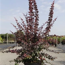 Berberis ottawensis 'Superba', C 10 80- 100