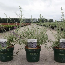 Buddleja alternifolia 'Unique', C 3,6 30- 40