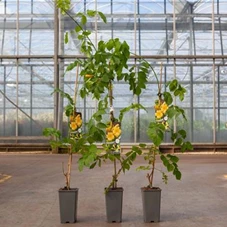 Campsis radicans 'Flava', C 2 80- 100