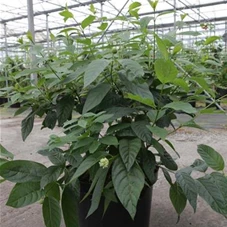 Cephalanthus occidentalis 'Sugar Shack', C 10 40- 50