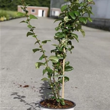 Chaenomeles speciosa 'Orange Storm', C 3 40- +