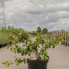 Chaenomeles speciosa 'Orange Storm', C 10 60- 80