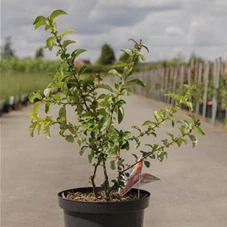 Chaenomeles speciosa 'Scarlet Storm', C 10 60- +