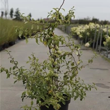 Chaenomeles superba 'Clementine', C 10 60- 80