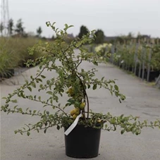 Chaenomeles superba 'Jet Trail', C 10 60- 80