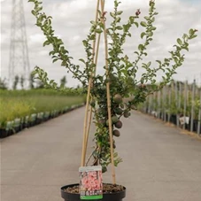 Chaenomeles superba 'Salmon Horizon', C 10 60- 80