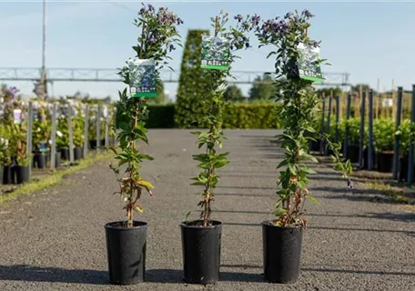 Clematis 'Fascination' - Clematis