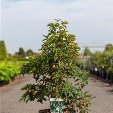 Clethra barbinervis, C 10 60- 80