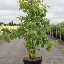 Cornus alternifolia - Ziergehölze, C 10 100- +