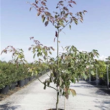 Cornus alternifolia - Ziergehölze, C 15 125- 150