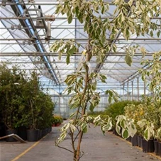 Cornus controversa 'Variegata', C 10 100- +