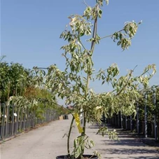 Cornus controversa 'Variegata', C 18 150- +