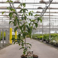 Cornus kousa 'Copacabana' -R-, C 10 60- 80