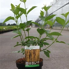 Cornus sericea 'Budd's Yellow', C 3,6 60- 80