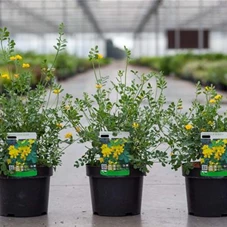 Coronilla glauca 'Citrina', C 3,6 30- 40