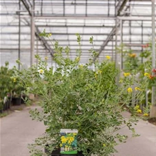 Coronilla valentina ssp.glauca, C 10 50- 60