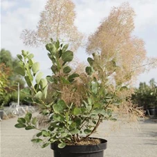 Cotinus coggygria 'Young Lady' -S-, C 10 60- 80