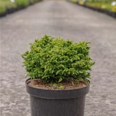 Cryptomeria japonica 'Green Pearl', C 7,5 30-