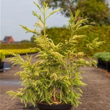 Cryptomeria japonica 'Sekkan-sugi', C 7,5 60- 80