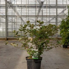 Fothergilla major, C 7,5 50- 60