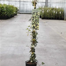 Hedera helix 'Goldheart', C 2 gestäbt 60- 80