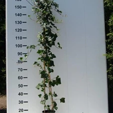 Hedera helix hibernica, C 3 gestäbt 150-