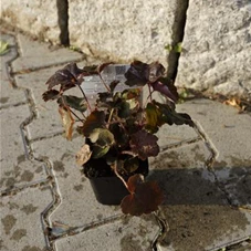 Heuchera micrantha 'Palace Purple', P 0,5 