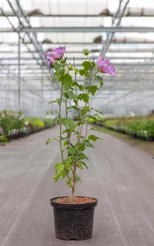 Hibiscus syriacus 'Rose Moon'