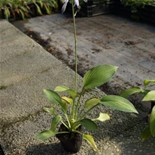 Hosta x fortunei 'Gold Standard', P 0,5 