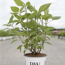 Hydrangea arborescens 'Lime Ricky', C 3 30- 40