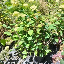 Hydrangea arborescens 'Lime Ricky', C 10 60- 80