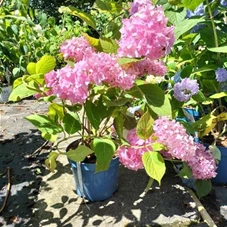 Hydrangea macr.'Endless Summer' rosa, C 3 