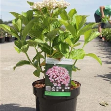 Hydrangea macrophylla 'Ayesha', C 3,6 25- 30