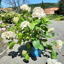 Hydrangea macrophylla Endless Summer 'The Bride', C 5 