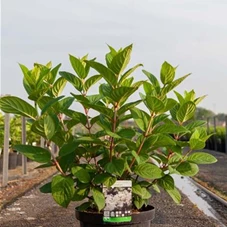 Hydrangea pan.'Early Sensation' -R-, C 10 60- 80