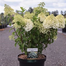 Hydrangea paniculata 'Bobo', C 10 40- 50