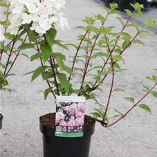 Hydrangea paniculata 'Diamant Rouge', C 3,6 30- 40