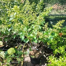 Hydrangea paniculata 'Kyushu', C 10 60- 80