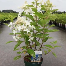 Hydrangea paniculata 'Levana' -S-, C 3,6 40- 50