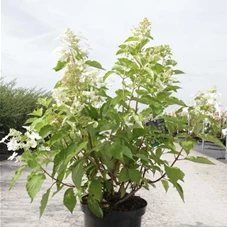 Hydrangea paniculata 'Levana' -S-, C 10 60- 80