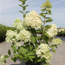 Hydrangea paniculata 'Limelight' -S-, C 3,6 50- 60