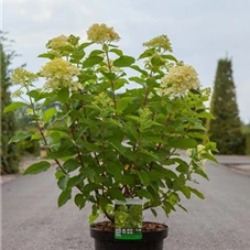 Hydrangea paniculata 'Limelight' -S-, C 10 60- 80