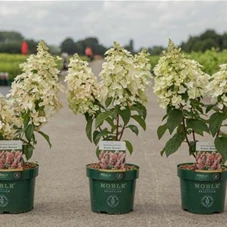 Hydrangea paniculata 'Pinky Winky' -R-, C 3,6 40- 50