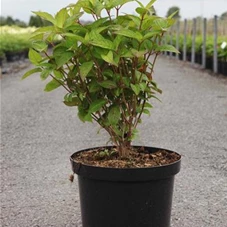 Hydrangea serrata 'Intermedia', C 10 40- 50