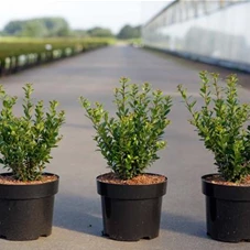 Ilex crenata 'Caroline Upright' - Ziergehölze, C 3 30- 40