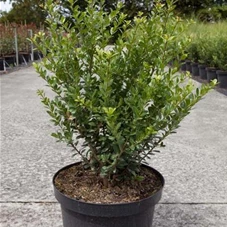 Ilex crenata 'Caroline Upright' - Ziergehölze, C 10 50- 60