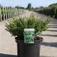 Ilex crenata 'Glorie Dwarf' - Ziergehölze, C 10 30- 40