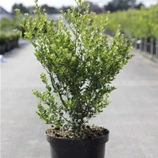 Ilex crenata 'Green Hedge', C 10 50- 60